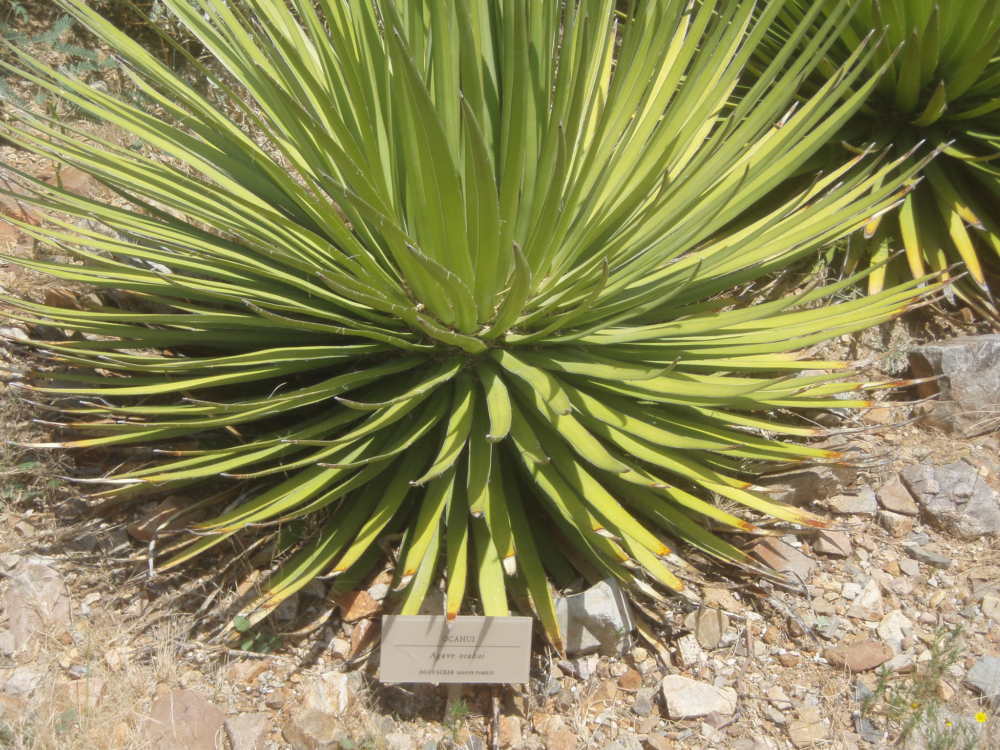 Agave ocahui  iNaturalist