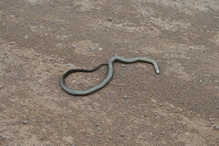 Pseudonaja textilis