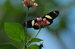 Heliconius