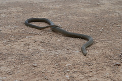 Pseudonaja textilis