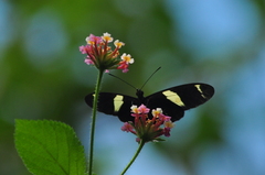 Heliconius