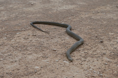 Pseudonaja textilis
