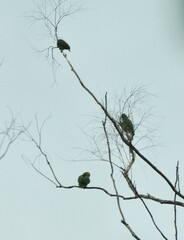 Amazona rhodocorytha