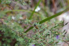 Castiarina xanthopilosa