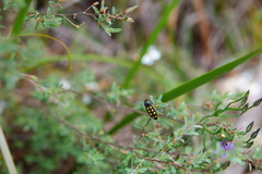 Castiarina xanthopilosa
