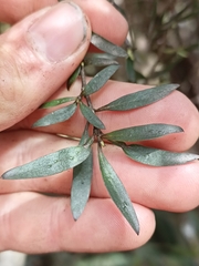 Coprosma ×cunninghamii