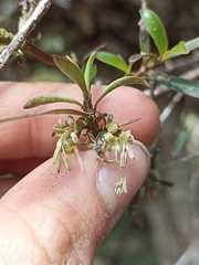 Coprosma ×cunninghamii