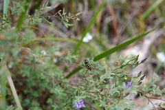 Castiarina xanthopilosa