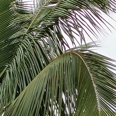 Ocyceros birostris