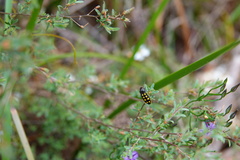 Castiarina xanthopilosa