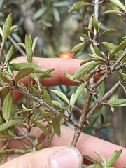 Coprosma ×cunninghamii