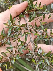 Coprosma ×cunninghamii