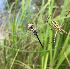 Selysiothemis nigra