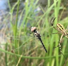 Selysiothemis nigra