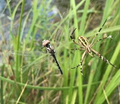 Selysiothemis nigra