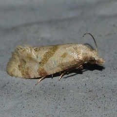 Platphalonidia magdalenae