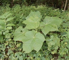 Sterculia urens