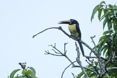 Pteroglossus inscriptus