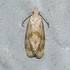 Platphalonidia magdalenae