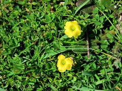 Oxalis perennans