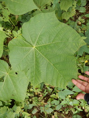 Sterculia urens