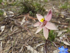 Thelymitra luteocilium