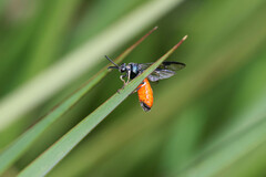 Lophyrotoma analis