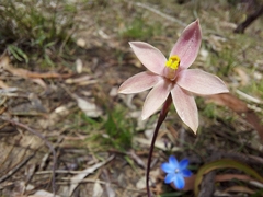 Thelymitra luteocilium