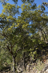 Pleiogynium timoriense