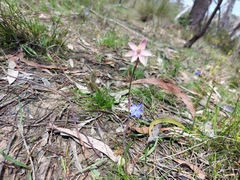 Thelymitra luteocilium