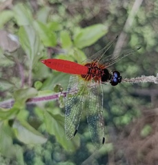 Aethriamanta brevipennis