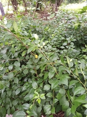 Bougainvillea spectabilis