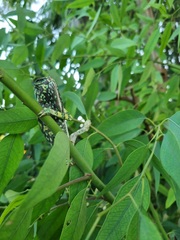 Chamaeleo chamaeleon