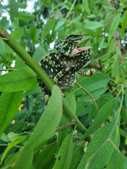 Chamaeleo chamaeleon