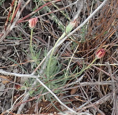 Dimorphotheca montana