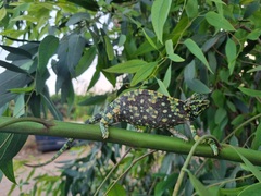 Chamaeleo chamaeleon