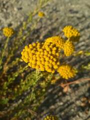 Achillea ageratum