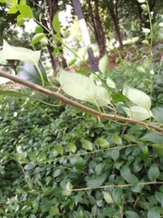 Bougainvillea spectabilis