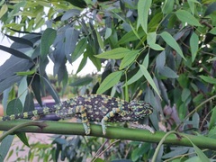 Chamaeleo chamaeleon