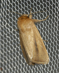 Sesamia nonagrioides