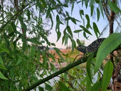 Chamaeleo chamaeleon