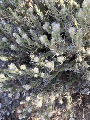 Mesembryanthemum junceum