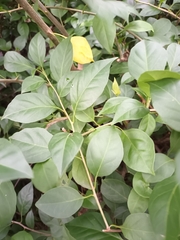 Bougainvillea spectabilis