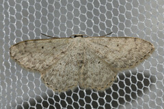 Scopula marginepunctata