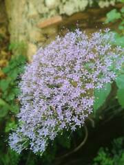 Trachelium caeruleum