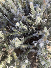 Mesembryanthemum junceum