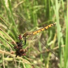 Sympetrum depressiusculum