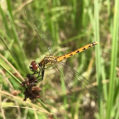 Sympetrum depressiusculum