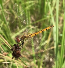 Sympetrum depressiusculum