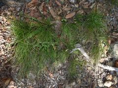 Scleria mackaviensis